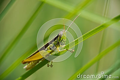 Locust Stock Photo