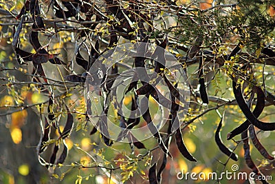 Locust Tree Beans Stock Photo