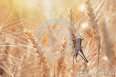 Locust on Wheat grain. Crop damage to whole grain harvest Stock Photo