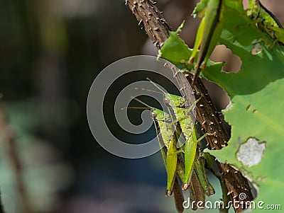 Locusts are breeding in nature Stock Photo