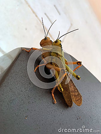 Locusts crickets grasshoppers mating Stock Photo