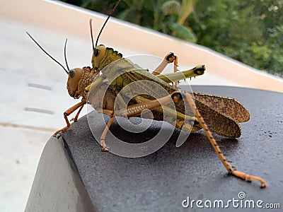 Locusts crickets grasshoppers mating landscape Stock Photo