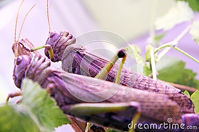 Locusts Stock Photo