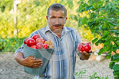 An lod man with a bucket full of tomatoes Stock Photo