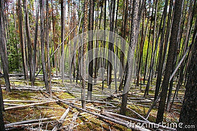 Lodgepole Forest Stock Photo