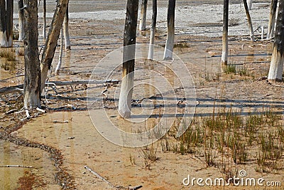 Lodgepole pine detail Stock Photo