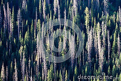 Lodgepole pine tree pattern of dead and live trees on a mountain side in Wyoming Stock Photo