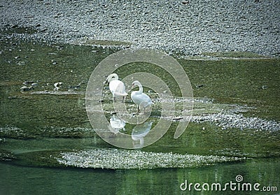 Lodi Italy: swans in the Adda river Stock Photo