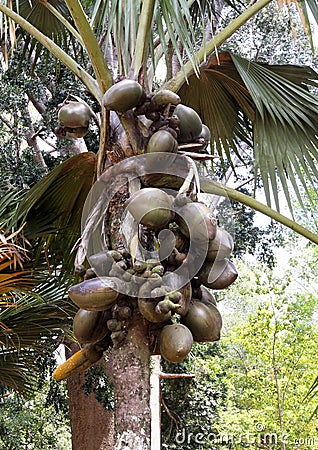 Lodoicea maldivica,Royal Botanic Garden,Sri Lanka Stock Photo