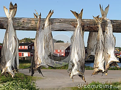 Lofoten stockfish drying Stock Photo