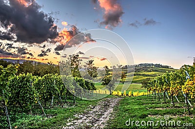 Lofty clouds over the vineyards Stock Photo