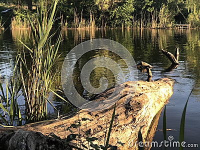 Log beam in water Stock Photo