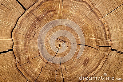 Log core against a wooden floor. Top view. Closeup. Background, texture series. Stock Photo