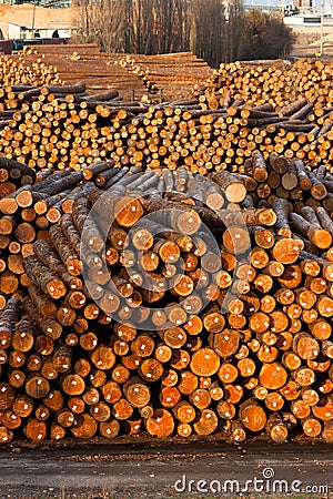 Log Ends Wood Rounds Cut Measured Tree Trunks Lumber Mill Stock Photo