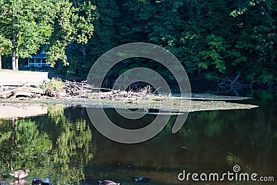 Log jam of brush, limbs, branches, trees and debris on a slow flowing river Stock Photo