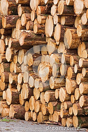 Log pile Stock Photo