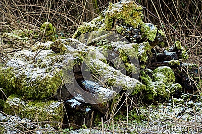 Log pile - habitat for invertebrtates and mammals Stock Photo