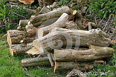 Log pile for wildlife or fuel Stock Photo