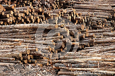 Log in a sawmill in Saint Adalbert Stock Photo