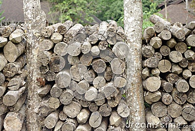 log wood cut texture Stock Photo