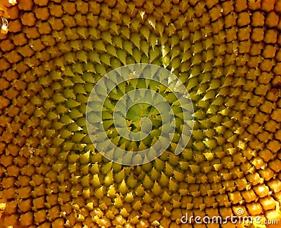 Logarithmic spiral in the sunflower Stock Photo