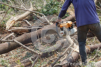 Logger cut trees closeup detail work Stock Photo