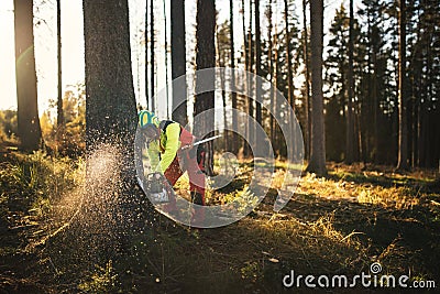 Logger man cutting a tree with chainsaw. Lumberjack working with chainsaw during a nice sunny day. Tree and nature. People at work Stock Photo