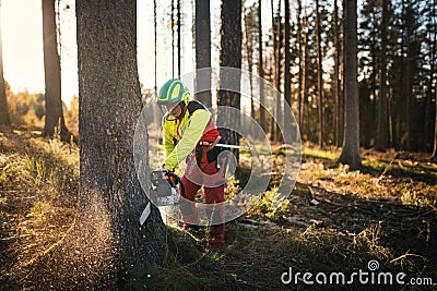 Logger man cutting a tree with chainsaw. Lumberjack working with chainsaw during a nice sunny day. Tree and nature. People at work Stock Photo