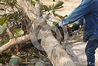 A lumberjack uses a chainsaw to cut down trees, deforestation and its severe impact on global warming. Stock Photo