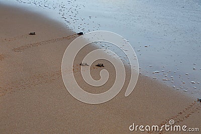 Loggerhead sea turtle emergence: the turtles emerge in a group and proceed to crawl down the beach Stock Photo