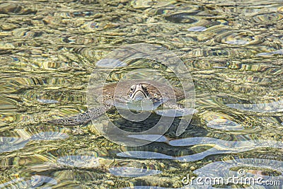 Loggerhead Sea Turtle in Mediterranean sea near Kalekoy, Kas, An Stock Photo