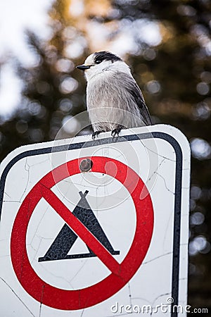 Loggerhead Shrike on a Interdiction to do Camping Sign during Wi Stock Photo