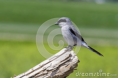 Loggerhead Shrike Stock Photo