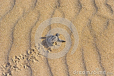 Loggerhead Turtle baby(Caretta caretta) Stock Photo