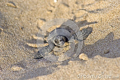 Loggerhead Turtle baby(Caretta carretta) Stock Photo