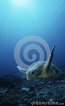 Loggerhead turtle (caretta caretta) drifting Stock Photo