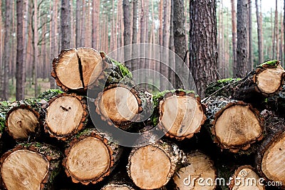 Logging Stock Photo