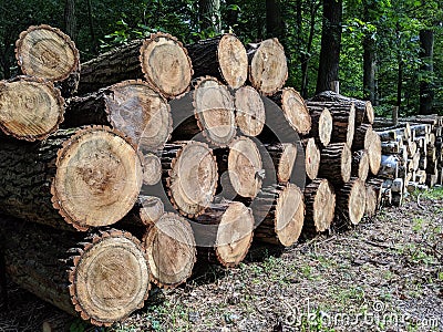 Logging Operation. Pile of Logs. Stock Photo