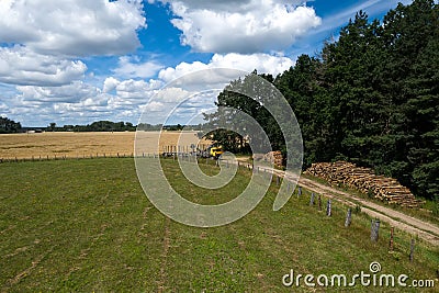 Logging truck with log lift crane collects felled trees Stock Photo