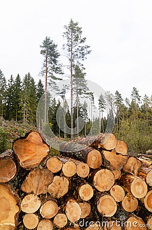 Logpile in a bright coniferous forest Stock Photo