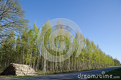 Logpile at roadside Stock Photo