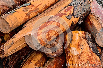 Logs gathered from the sea after the flood Stock Photo