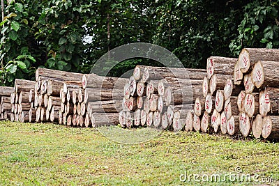 Logs of gold teak Stock Photo