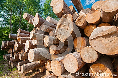 Logs at lumber mill Stock Photo