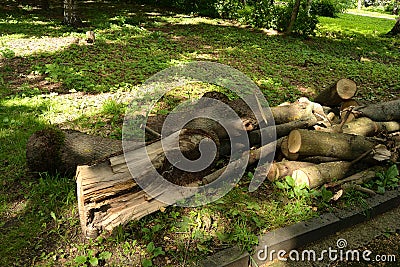 Logs of a sawn sick tree are piled on the grass in the park, Cleaning the park from old, sick trees Stock Photo