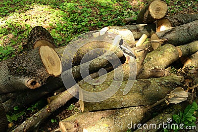 Logs of a sawn sick tree are piled on the grass in the park, Cleaning the park from old, sick trees Stock Photo