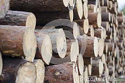 The logs are stacked on top of each other in a large pile. Stock Photo