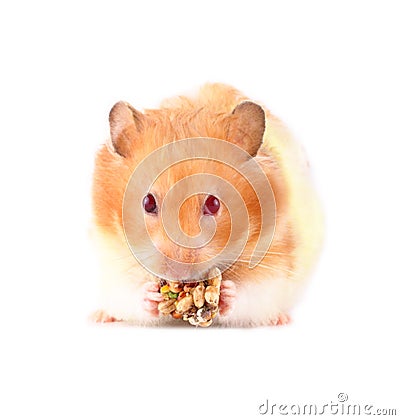 Lois the Hamster Stock Photo