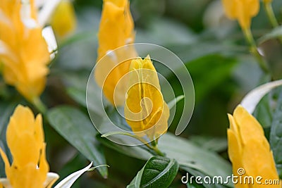 Golden shrimp plant Pachystachys lutea, yellow flower Stock Photo