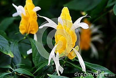 Lollipop plant Pachystachys lutea tropical yellow flower Stock Photo